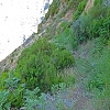 Plants: image 21 Of 208 Thumb
